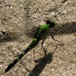 image of dragonfly